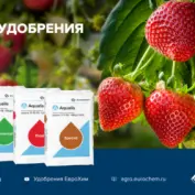 ЕвроХим примет участие в вебинаре «Особенности питания ягодных культур»