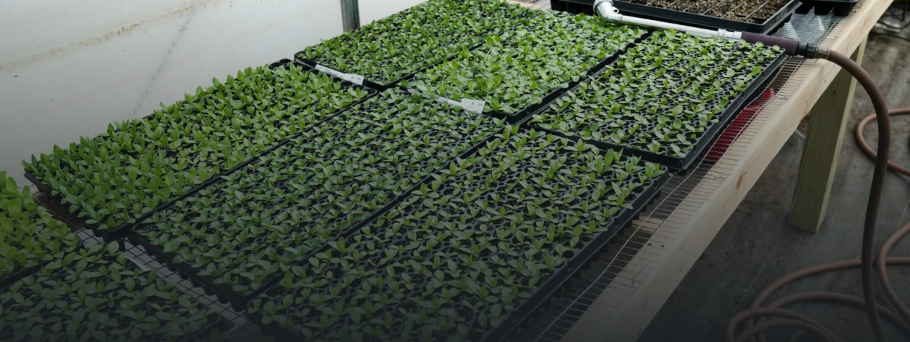 Полевые опыты