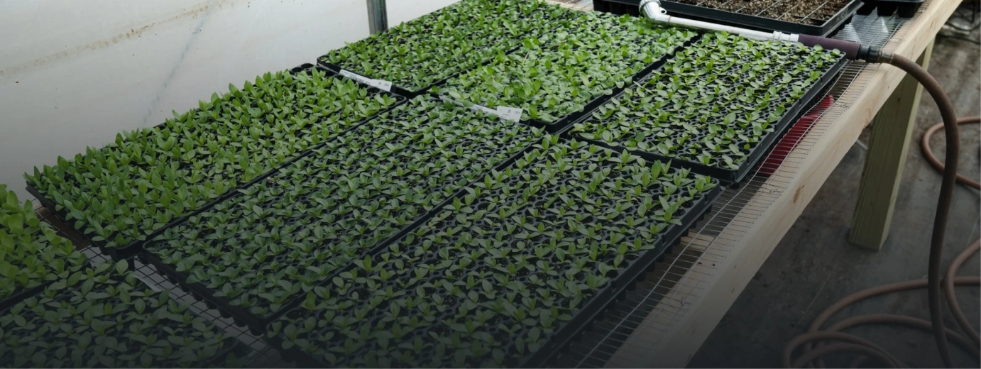 Полевые опыты