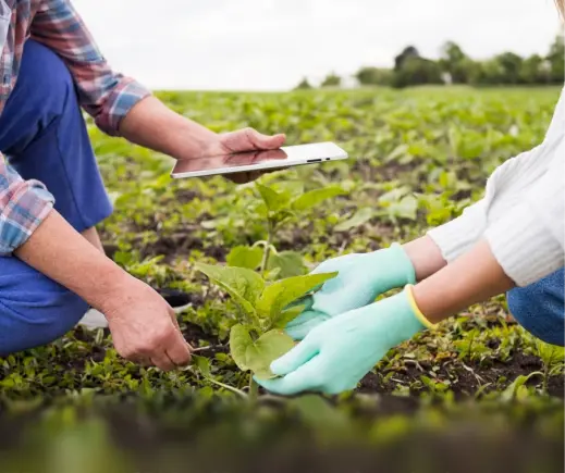 Подсолнечник и технологии питания: советы агронома с полей Юга