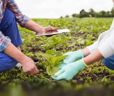 Подсолнечник и технологии питания: советы агронома с полей Юга