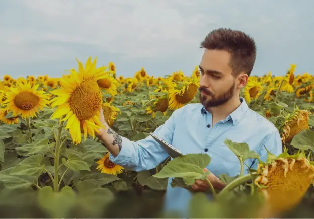 Подсолнечник и технологии питания: советы агронома с полей Юга