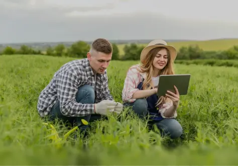 Подсолнечник и технологии питания: советы агронома с полей Юга