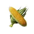 Кукуруза