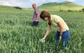 КАС-32 повысил урожайность зерна в Армении