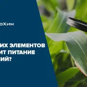 Из каких элементов состоит питание растений?