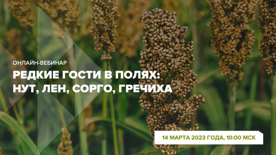 Онлайн-вебинар 