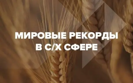 Мировые рекорды сборов урожая в сельскохозяйственной индустрии