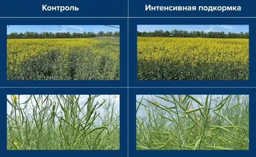 Что «ест» рапс, и как это влияет на урожай