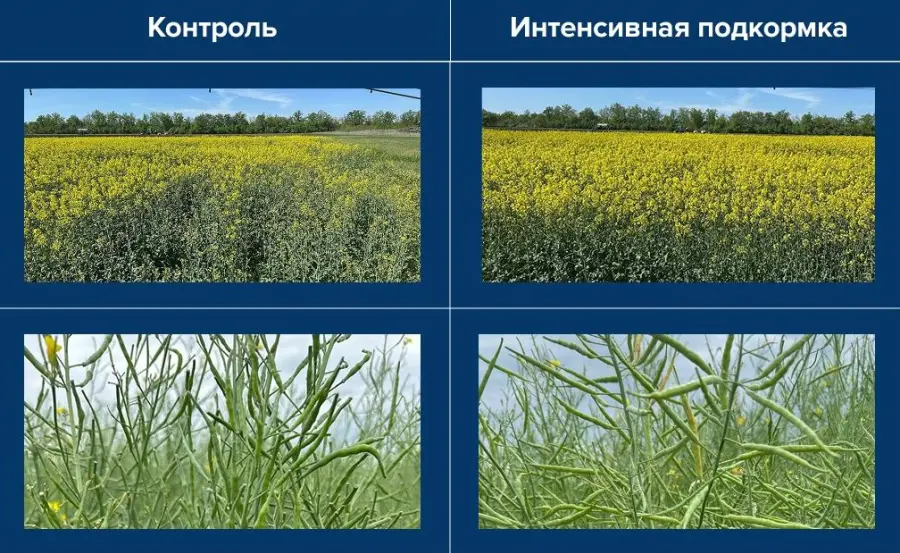 Что «ест» рапс, и как это влияет на урожай