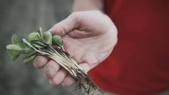 Прокачай сою! Полевой опыт