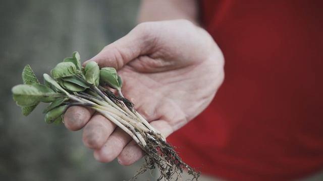 Прокачай сою! Полевой опыт