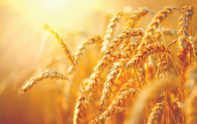 Вызовы сезона 2019/2020