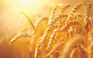 Вызовы сезона 2019/2020