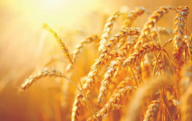 Вызовы сезона 2019/2020