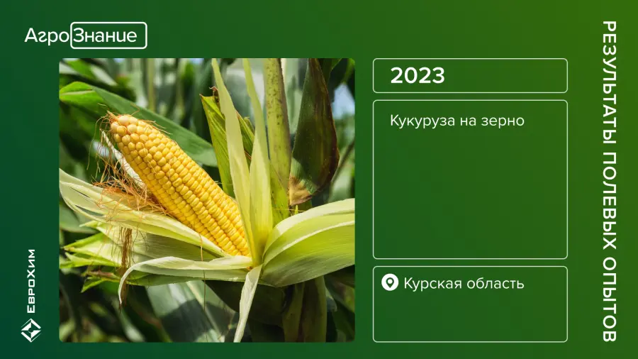 Результаты полевых опытов, кукуруза, Курск