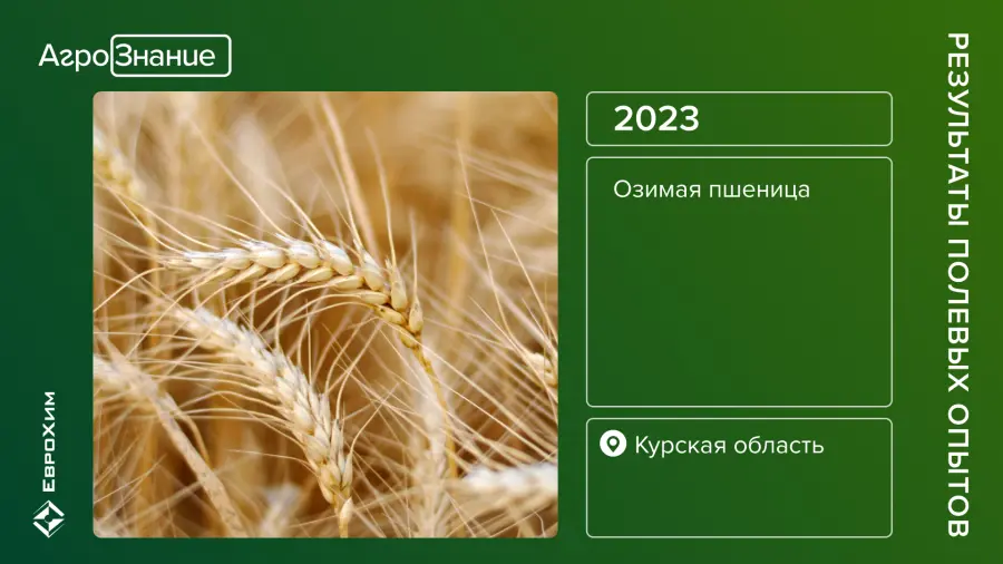 Результаты полевых опытов, озимая пшеница, Курск