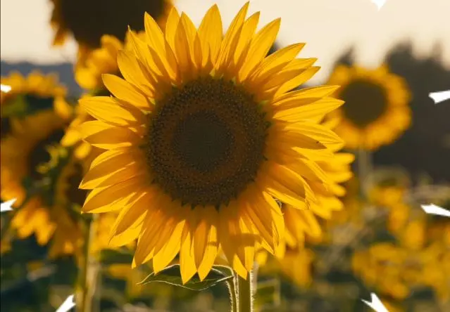 Новый взгляд на питание подсолнечника