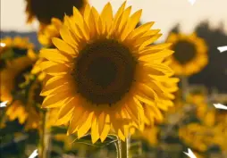 Новый взгляд на питание подсолнечника