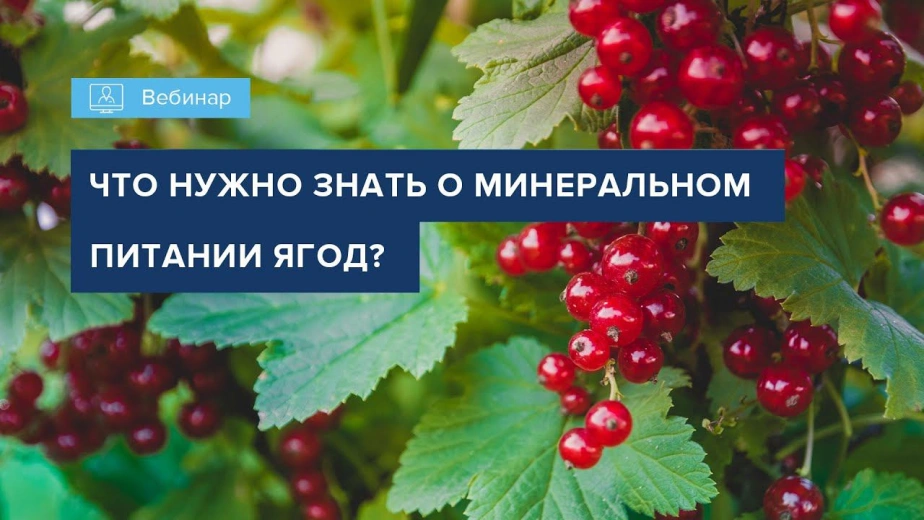 Вебинар 
