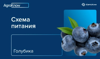 Голубика