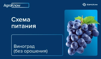 Виноград  (без орошения)