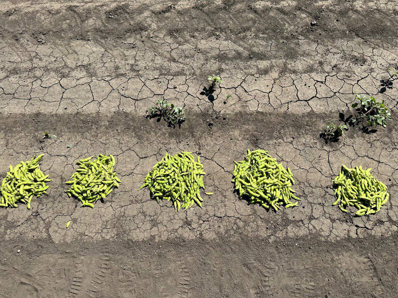 минеральному питанию сои в Белгородской области