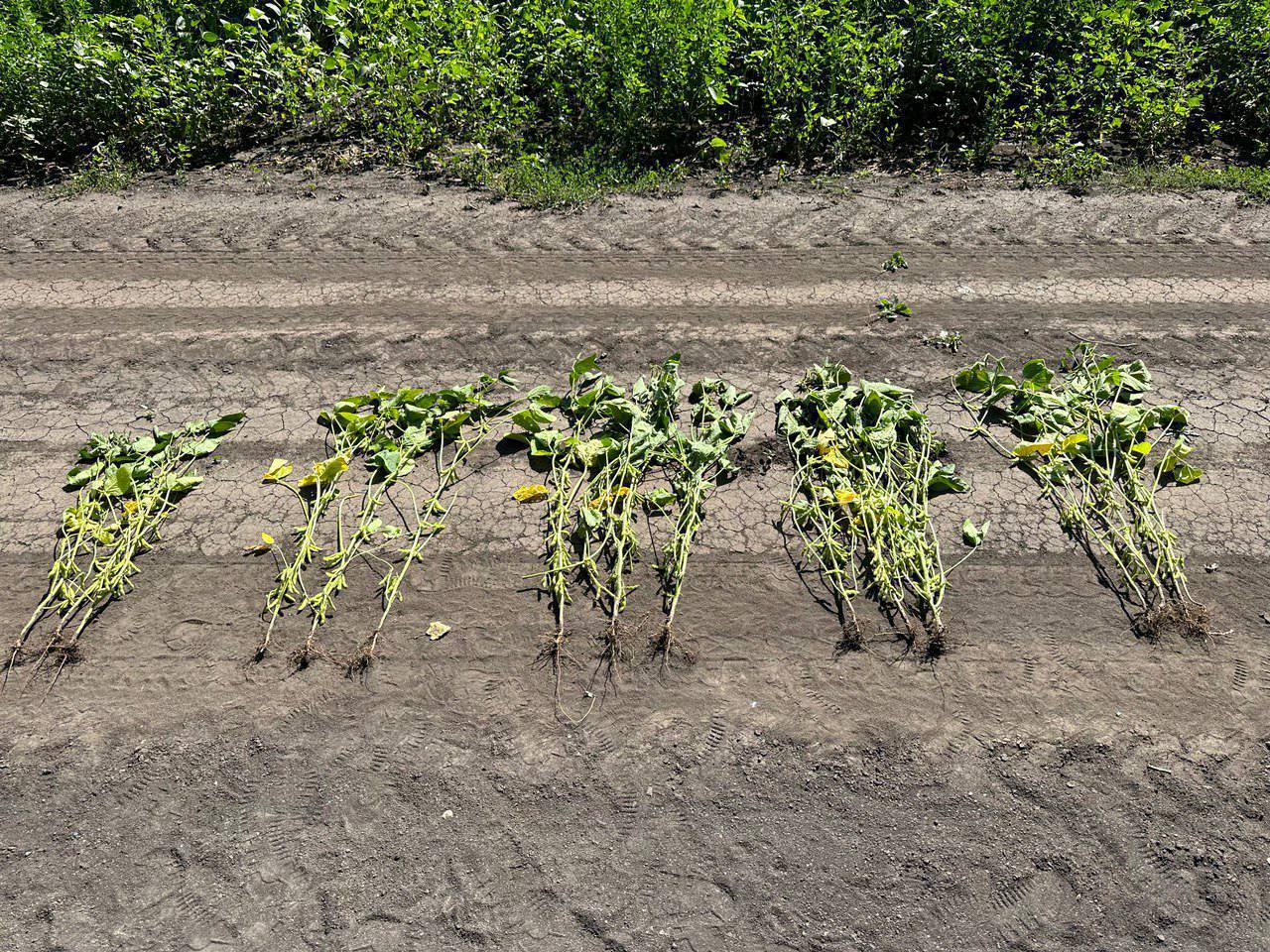 минеральному питанию сои в Белгородской области