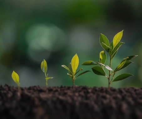 Схема питания для повышения урожайности