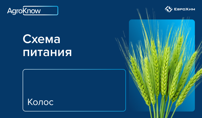 Колос