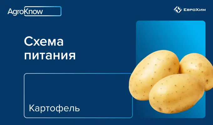 Картофель