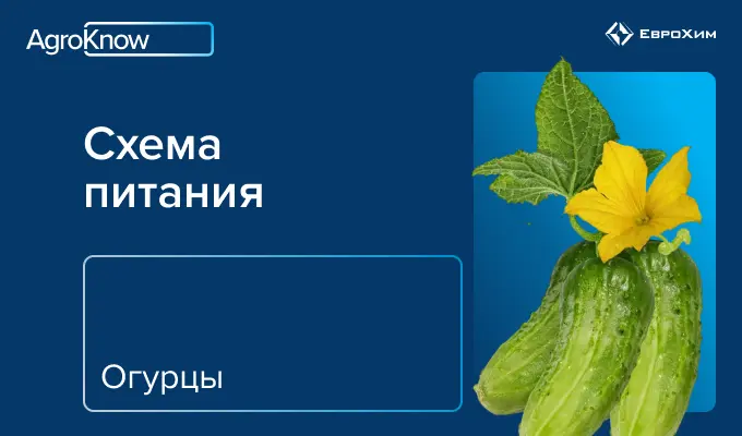 Огурец