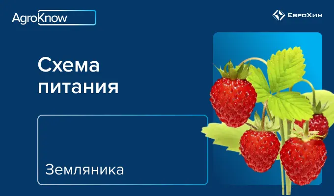 Земляника