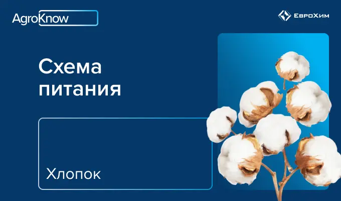 Хлопок